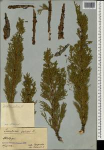 Juniperus sabina L., Caucasus, Stavropol Krai, Karachay-Cherkessia & Kabardino-Balkaria (K1b) (Russia)