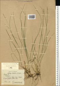 Danthonia decumbens (L.) DC., Eastern Europe, Central region (E4) (Russia)