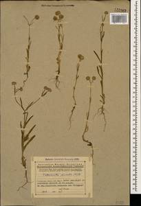 Valerianella coronata (L.) DC., Caucasus, Armenia (K5) (Armenia)