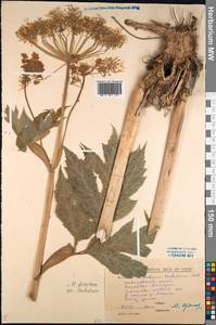 Heracleum dissectum Ledeb., Siberia, Russian Far East (S6) (Russia)