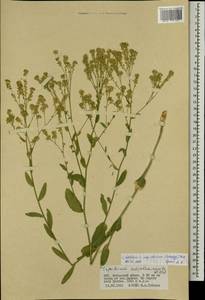 Lepidium latifolium L., Mongolia (MONG) (Mongolia)