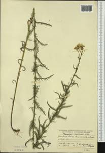 Achillea impatiens L., Siberia, Altai & Sayany Mountains (S2) (Russia)