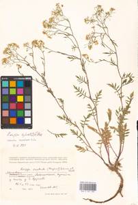 Rorippa sylvestris (L.) Besser, Eastern Europe, Moscow region (E4a) (Russia)