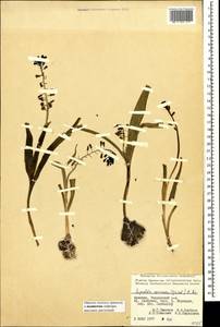 Muscari caucasicum (Griseb.) Baker, Caucasus, Armenia (K5) (Armenia)
