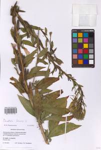 Oenothera biennis L., Eastern Europe, Moscow region (E4a) (Russia)