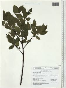 Salix myrsinites L., Western Europe (EUR) (Italy)