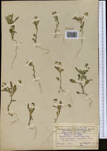 Viola occulta Lehm., Middle Asia, Western Tian Shan & Karatau (M3) (Kazakhstan)
