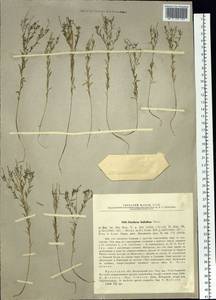 Diarthron linifolium Turcz., Siberia, Baikal & Transbaikal region (S4) (Russia)