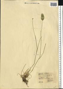 Agropyron cristatum (L.) Gaertn., Eastern Europe, South Ukrainian region (E12) (Ukraine)