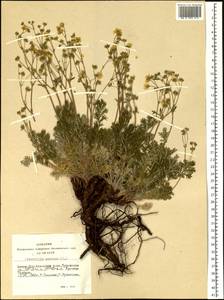 Potentilla sericea L., Siberia, Altai & Sayany Mountains (S2) (Russia)