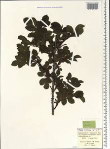 Rosa villosa L., Caucasus, Krasnodar Krai & Adygea (K1a) (Russia)