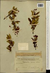 Pyracantha coccinea M. Roem., Caucasus, Azerbaijan (K6) (Azerbaijan)