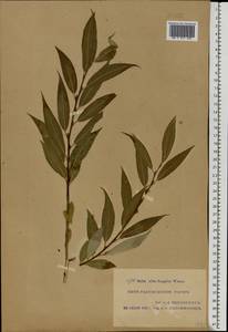 Salix × rubens Schrank, Eastern Europe, Moscow region (E4a) (Russia)