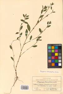 Polygonum aviculare L., Siberia, Russian Far East (S6) (Russia)