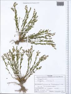 Polygala sibirica L., Eastern Europe, North Ukrainian region (E11) (Ukraine)