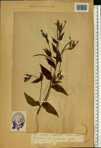 Epilobium montanum L., Eastern Europe, Estonia (E2c) (Estonia)