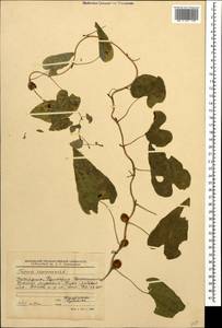 Dioscorea communis (L.) Caddick & Wilkin, Caucasus, Stavropol Krai, Karachay-Cherkessia & Kabardino-Balkaria (K1b) (Russia)
