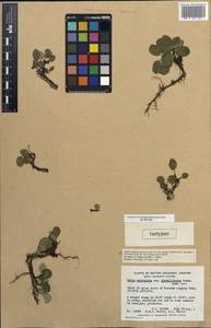 Salix reticulata subsp. glabellicarpa Argus, America (AMER) (Canada)