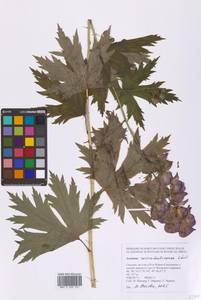 Aconitum neosachalinense H.Lév., Siberia, Russian Far East (S6) (Russia)