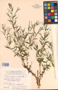 Epilobium adenocaulon × palustre, Eastern Europe, Moscow region (E4a) (Russia)