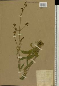 Silene nutans L., Eastern Europe, South Ukrainian region (E12) (Ukraine)
