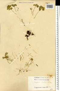 Corydalis alpestris C. A. Mey., Caucasus, Armenia (K5) (Armenia)