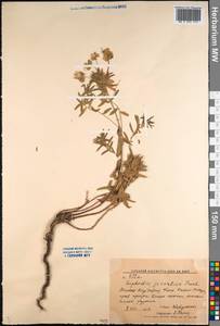 Euphorbia virgata Waldst. & Kit., Middle Asia, Western Tian Shan & Karatau (M3) (Kyrgyzstan)