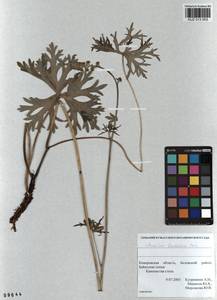 Aconitum barbatum Pers., Siberia, Altai & Sayany Mountains (S2) (Russia)