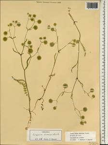 Lagoecia cuminoides L., South Asia, South Asia (Asia outside ex-Soviet states and Mongolia) (ASIA) (Turkey)