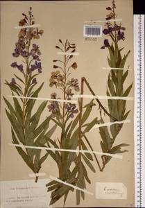 Chamaenerion angustifolium (L.) Scop., Siberia, Altai & Sayany Mountains (S2) (Russia)
