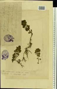 Chrysosplenium alternifolium L., Eastern Europe, Estonia (E2c) (Estonia)