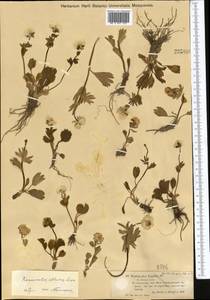 Ranunculus altaicus Laxm., Middle Asia, Muyunkumy, Balkhash & Betpak-Dala (M9) (Kazakhstan)