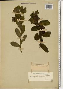Cerinthe minor L., Caucasus, Stavropol Krai, Karachay-Cherkessia & Kabardino-Balkaria (K1b) (Russia)