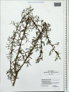 Artemisia arenaria DC., Eastern Europe, Lower Volga region (E9) (Russia)