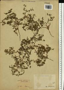 Lappula spinocarpos (Forssk.) Asch., Eastern Europe, Lower Volga region (E9) (Russia)