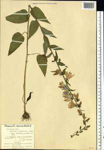 Campanula rapunculoides L., Eastern Europe, West Ukrainian region (E13) (Ukraine)