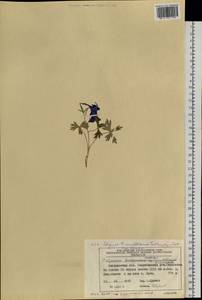 Delphinium brachycentrum Ledeb., Siberia, Chukotka & Kamchatka (S7) (Russia)