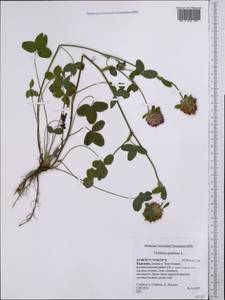 Trifolium pratense L., Middle Asia, Northern & Central Tian Shan (M4) (Kyrgyzstan)