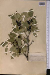 Rhamnus cathartica L., Middle Asia, Dzungarian Alatau & Tarbagatai (M5) (Kazakhstan)