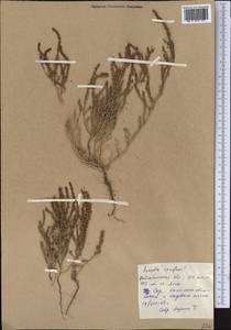 Suaeda confusa Iljin, Middle Asia, Caspian Ustyurt & Northern Aralia (M8) (Kazakhstan)