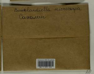 Bucklandiella microcarpos (Hedw.) Bedn.-Ochyra & Ochyra, Bryophytes, Bryophytes - Russian Far East (excl. Chukotka & Kamchatka) (B20) (Russia)