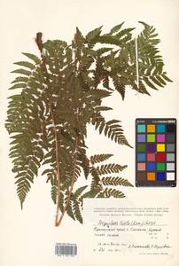 Dryopteris goeringiana (Kunze) Koidz., Siberia, Russian Far East (S6) (Russia)