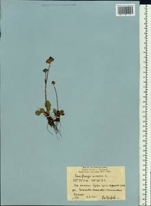 Micranthes nivalis (L.) Small, Siberia, Yakutia (S5) (Russia)