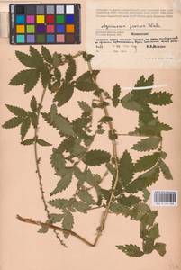 Agrimonia procera Wallr., Eastern Europe, Western region (E3) (Russia)