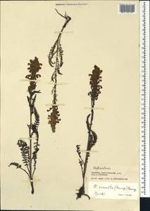 Pedicularis venusta Schangin ex Bunge, Siberia, Baikal & Transbaikal region (S4) (Russia)