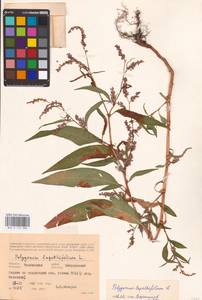 Persicaria lapathifolia (L.) Gray, Eastern Europe, Central forest-and-steppe region (E6) (Russia)