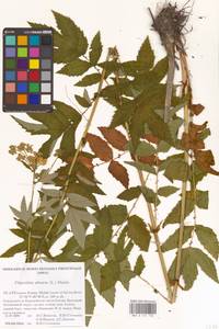 Filipendula ulmaria (L.) Maxim., Eastern Europe, Northern region (E1) (Russia)
