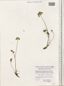 Pachypleurum mutellinoides (Crantz) Holub, Eastern Europe, Northern region (E1) (Russia)