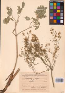 Thalictrum simplex L., Eastern Europe, Central forest-and-steppe region (E6) (Russia)