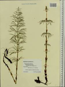Equisetum sylvaticum L., Eastern Europe, Western region (E3) (Russia)